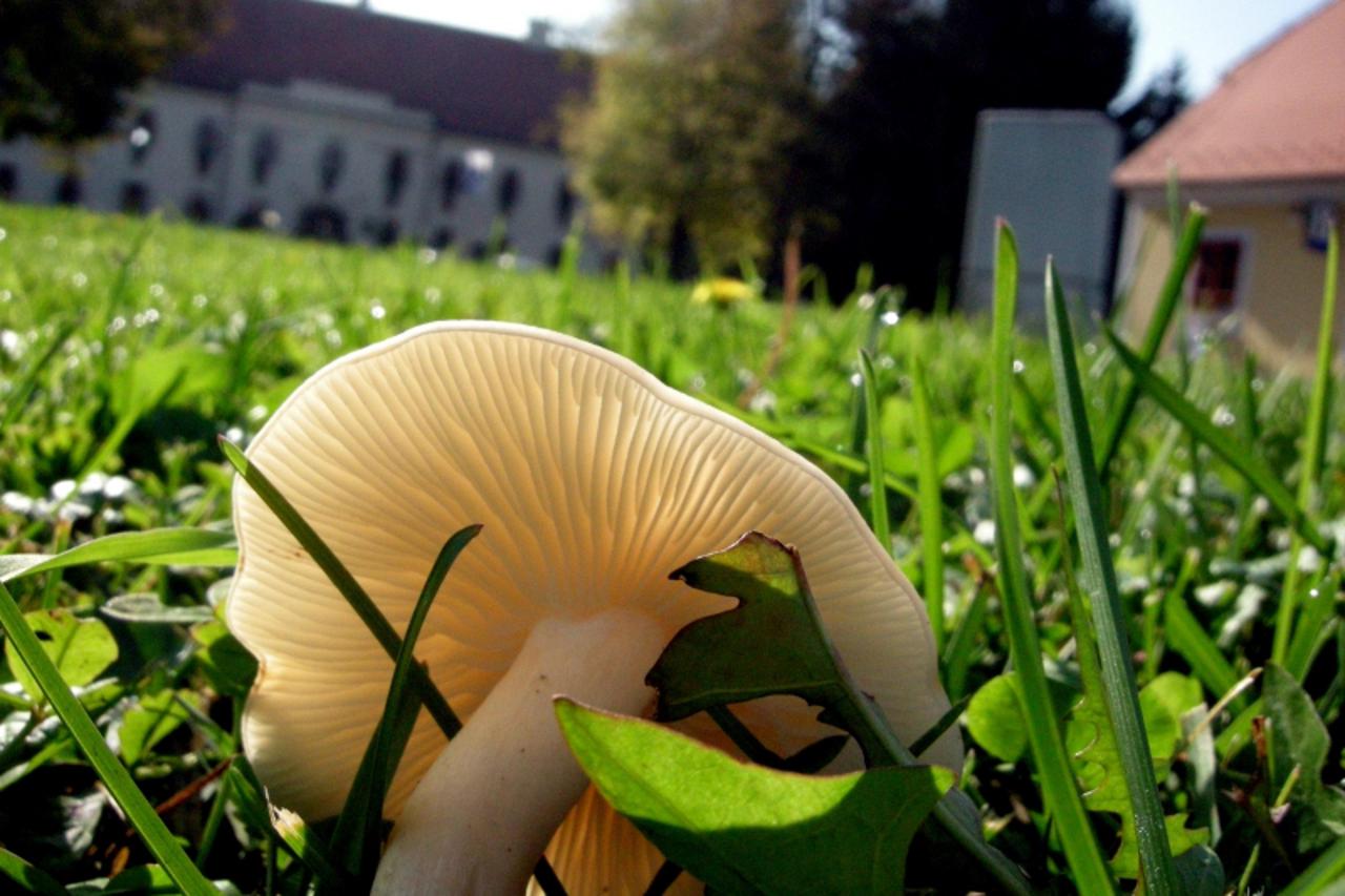 'biseri...sla...slavonski brod...241008... lude gljive brodske politike Photo: Ivica Galovic/Vecernji list'