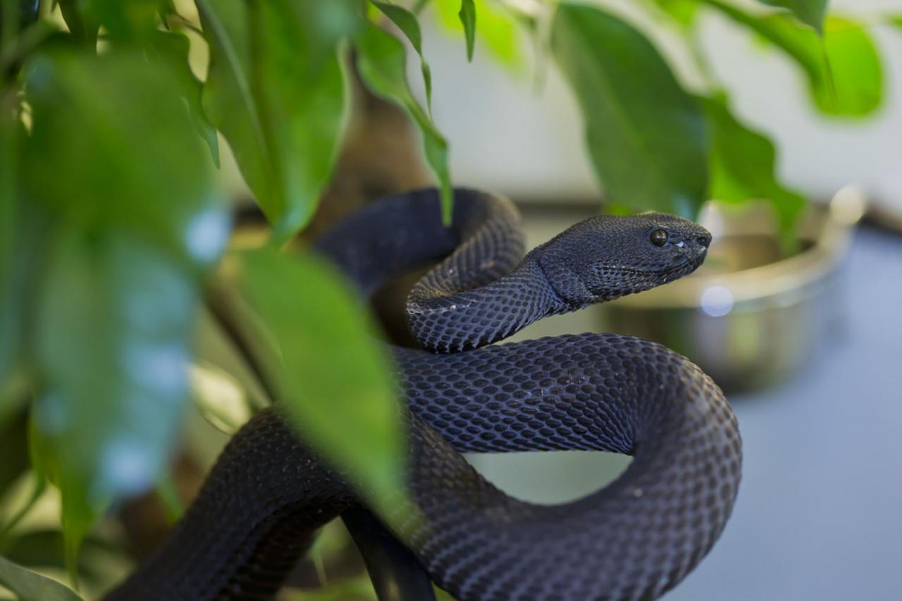 zmija otrovnica  (1)