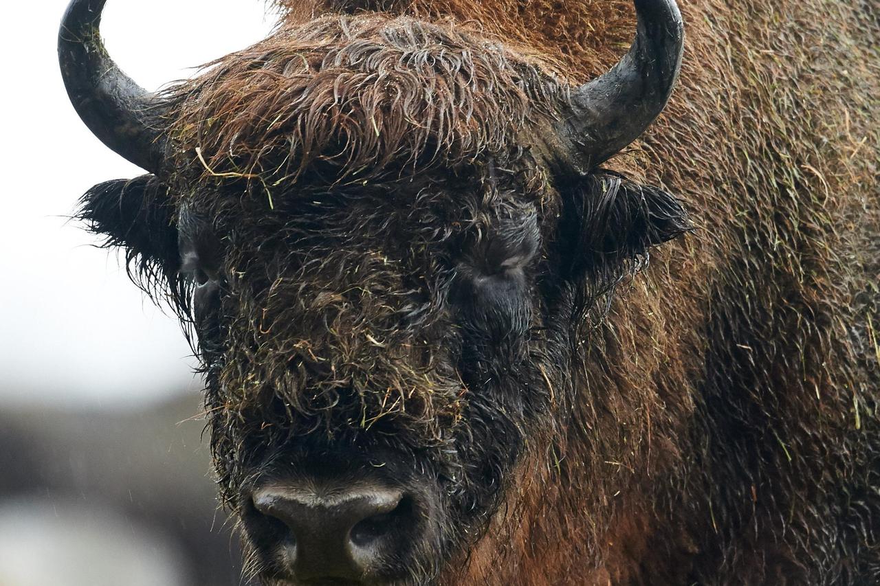 A European bison (or wisent)?in its enclosure at Wisent-Welt in Bad Berleburg, Germany, 12 Janaury 2016. The support organisation of the Wisent-Artenschutz-Projekt (lit. wisent species conservation project)?has returned a herd of wisents to the wild, and 