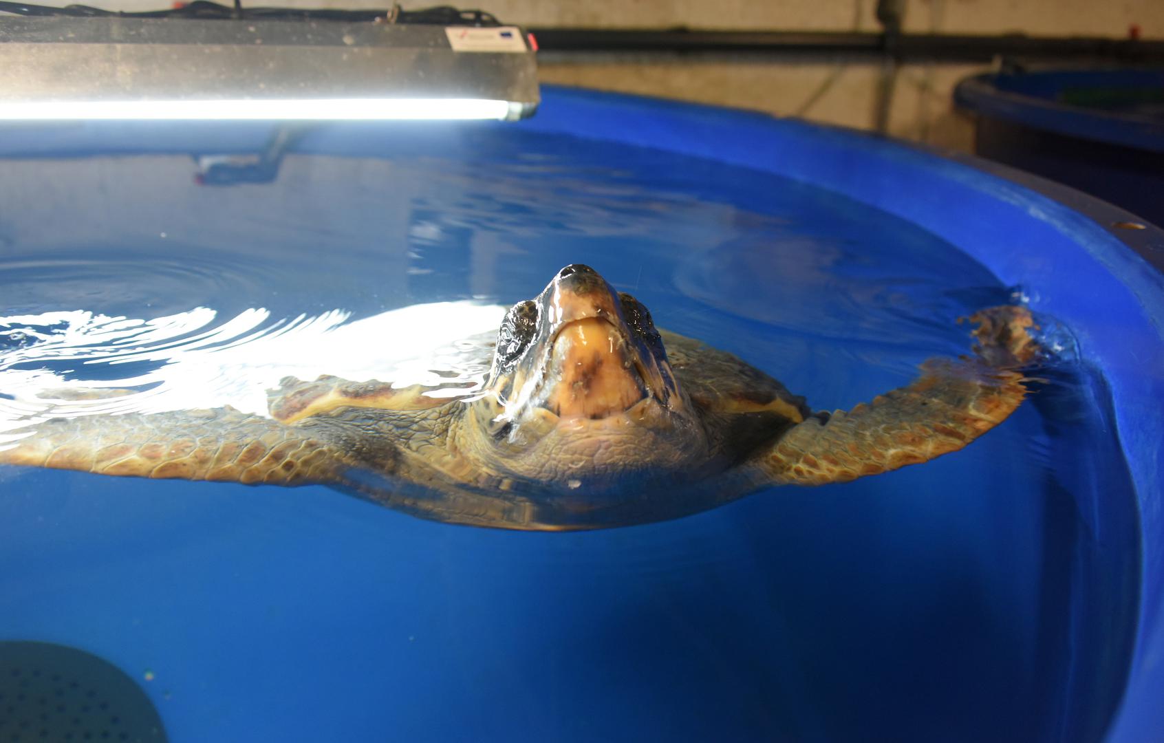 14.06.2023., Pula: U pulskom Aquariumu vrse se zadnje pripreme za povratak moru sest glavatih zelvi.
 Photo: Sasa Miljevic/PIXSELL