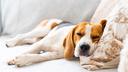 Veterinarian Reveals How Much Sleep Your Dog Really Needs: It's More Than You Think