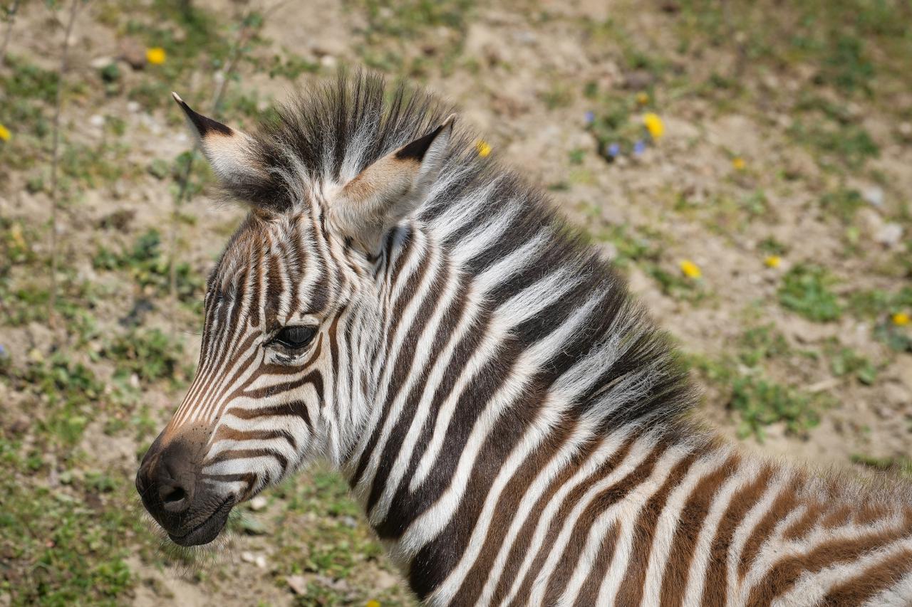 Zagreb: Malena zebra u Zoološkom vrtu dobila je ime Iskra