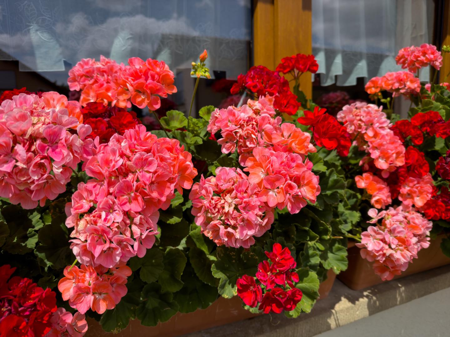 3. Pelargonije: Gotovo da nema balkona na Jadranu ili u kontinentalnom dijelu Hrvatske bez pelargonija. Otporne su, dugovječne i cvatu od proljeća do jeseni. Obožavaju sunčane položaje te podnose kraća sušna razdoblja, ali najljepše cvatu uz redovito zalijevanje. Vrlo su jednostavne za uzgoj i idealne za početnike. 