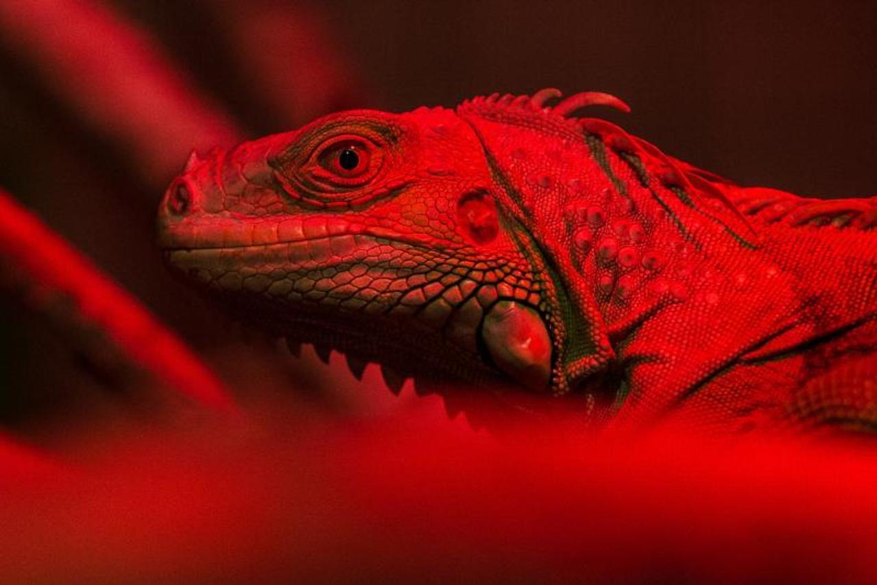 Edukativna izložba Reptilomanija