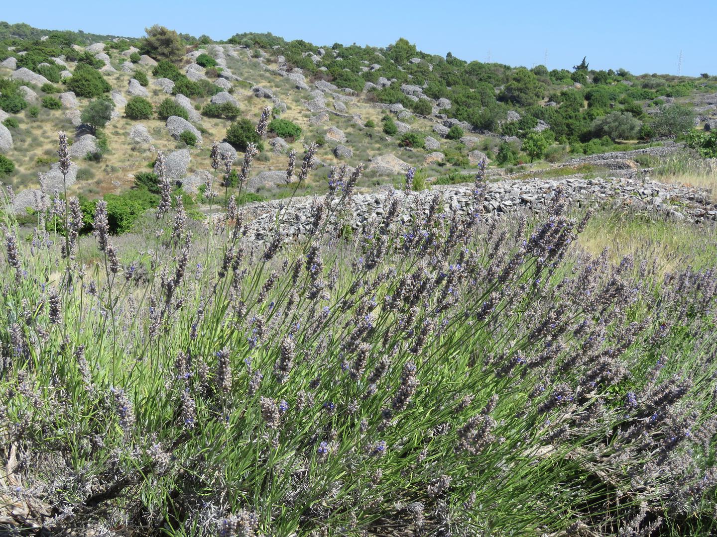 Povratak drevne mudrosti - Unatoč svim katastrofama, Nostradamus je predvidio i da će se, usred kaosa, pojaviti tračak nade. Drevne prakse i mudrosti ponovo će se cijeniti, uključujući biljne medicine, iscjelitelje i autohtone glasove. Ova "pjesma iscjeljenja" donijet će traženu utjehu u nesigurnim vremenima.
