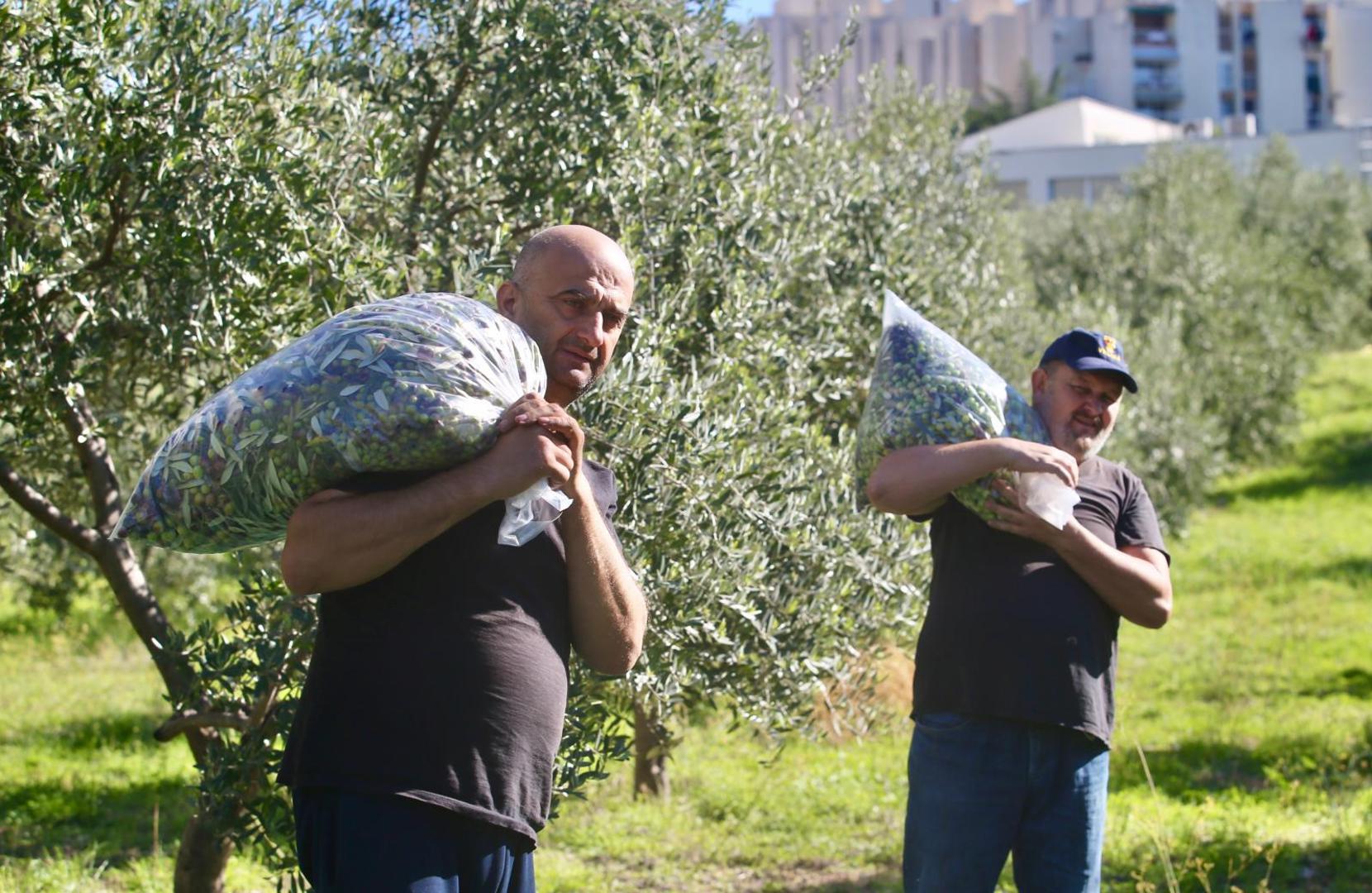22.10.2020., Split - Branitelji i ove godine u akciji branja maslina ispred bolnice Krizine. Photo: Ivo Cagalj/PIXSELL