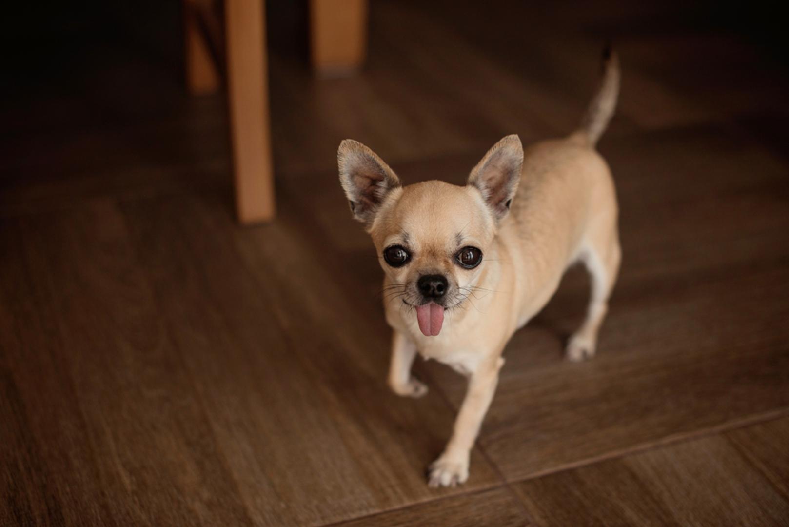 Chihuahua: Nije joj potrebno veliko dvorište kako bi bila zadovoljna jer je riječ o jednoj od najmanjih pasmina pasa na svijetu. Snažno se veže uz svoje vlasnike i najviše voli sudjelovati u svemu što rade. Iako djeluje krhko, čivava je živahan i inteligentan pas koji voli učiti nove trikove i rješavati jednostavne zadatke. Redovite šetnje i igra važni su joj jednako kao i drugim pasminama, iako zbog svoje veličine troši manje energije.Unatoč uvriježenom mišljenju da su čivave nervozni psi, one se brzo privikavaju na svoje vlasnike i vrlo dobro podnose život u stanu. Takav način života često im i više odgovara jer su osjetljive na podražaje i lako mogu postati prestimulirane.
