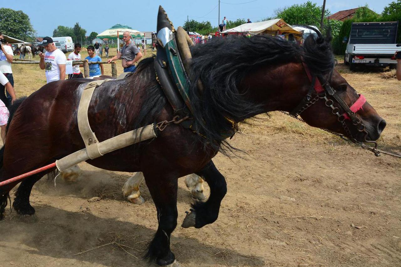 Oku?ani: Održana Štraparijada 2017., natjecanje konja u vu?i teških trupaca