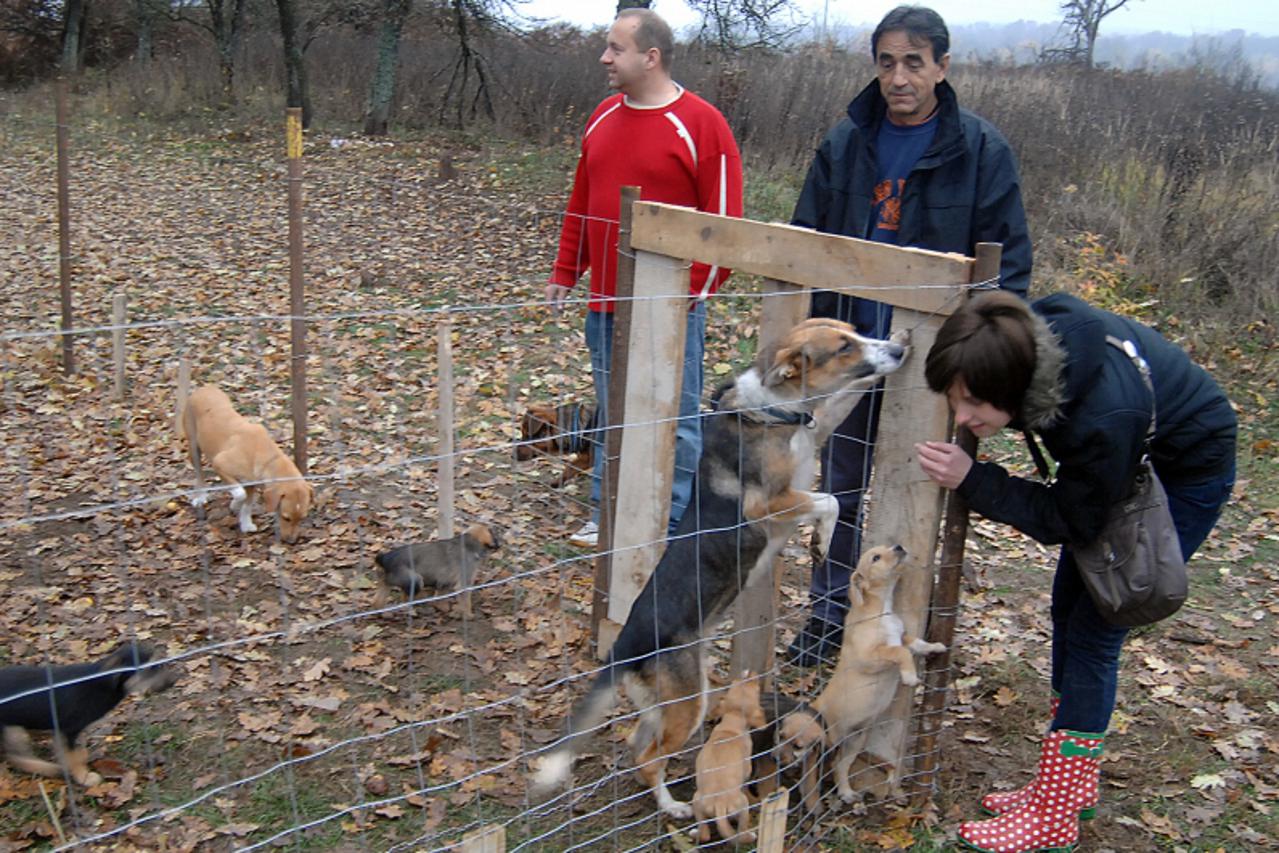 \'10.11.2011., Mecencani - Clanovi sisacke Udruge za napustene zivotinje Patronus vlastitim sredstvima napravili su utociste u kome se brinu za 30-tak napustenih pasa. Photo:Nikola Cutuk/PIXSELL\'