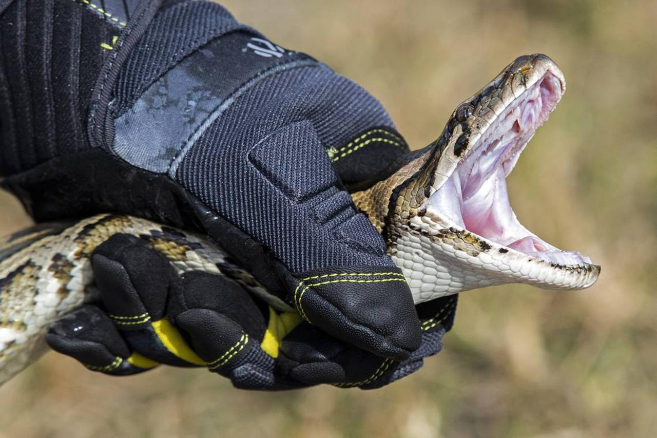 US-NEWS-ENV-FLA-PYTHONS-MI