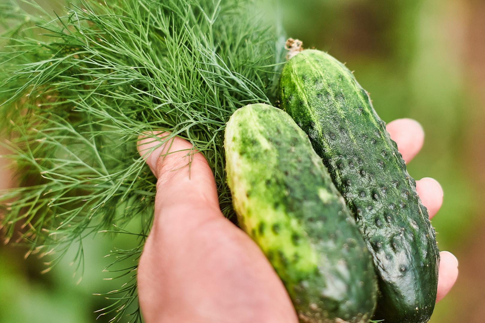 Krastavci i kopar: Krastavci i kopar često se dobro slažu u vrtu jer kopar privlači korisne kukce poput bubamara i drugih prirodnih saveznika u borbi protiv štetnika. Time može pomoći u stvaranju uravnoteženijeg vrtnog ekosustava bez previše kemije. Uz to, riječ je o praktičnoj kombinaciji za one koji vole imati aromatične biljke tik uz povrće. 