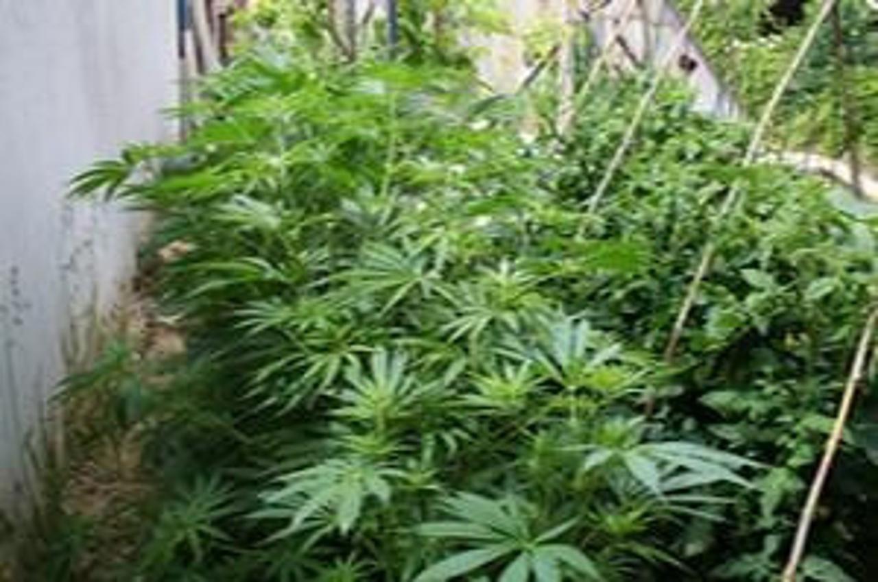 'konoplja_nnn_crn_040610'