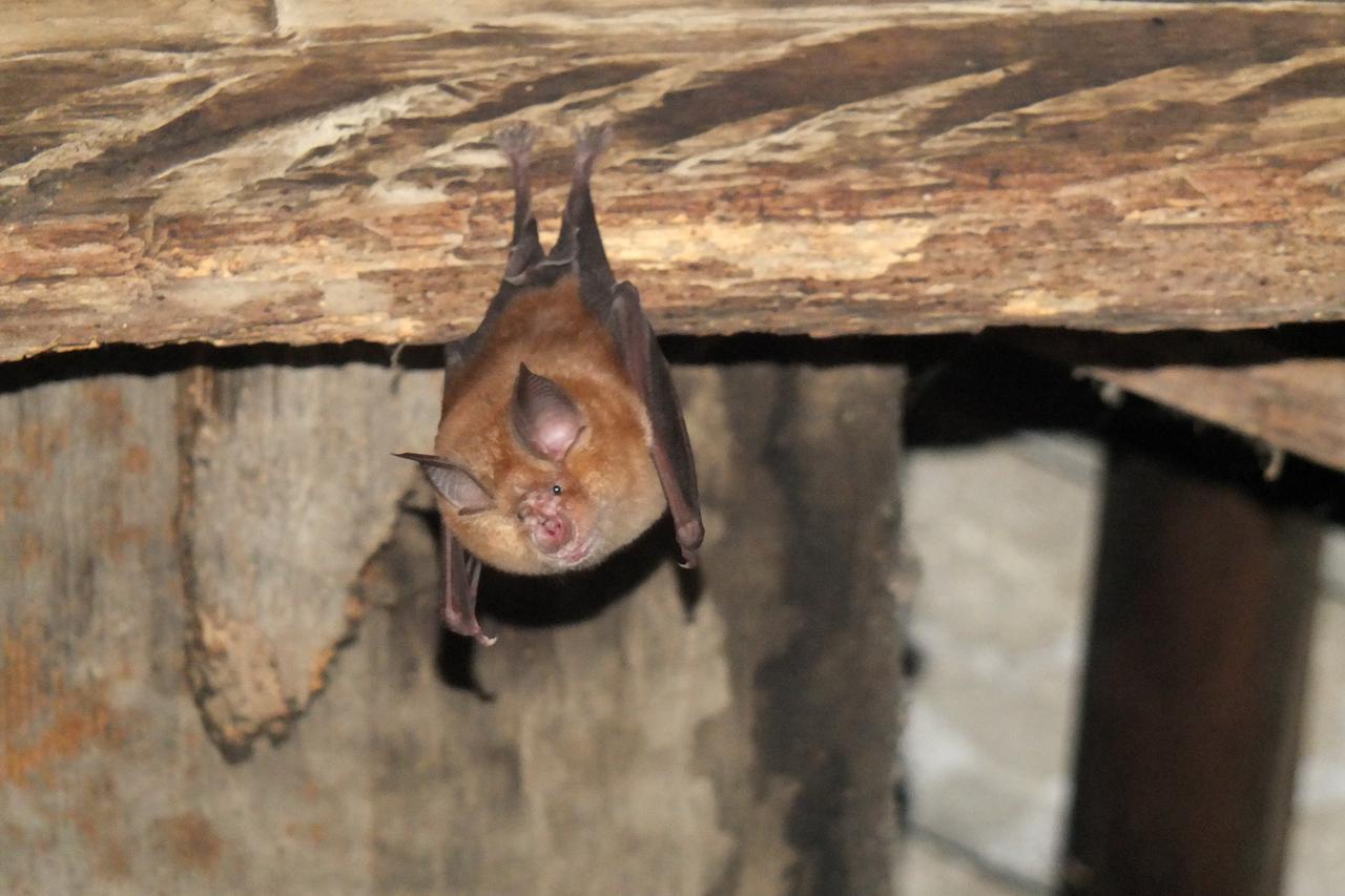 Šišmiši u Lonjskom polju