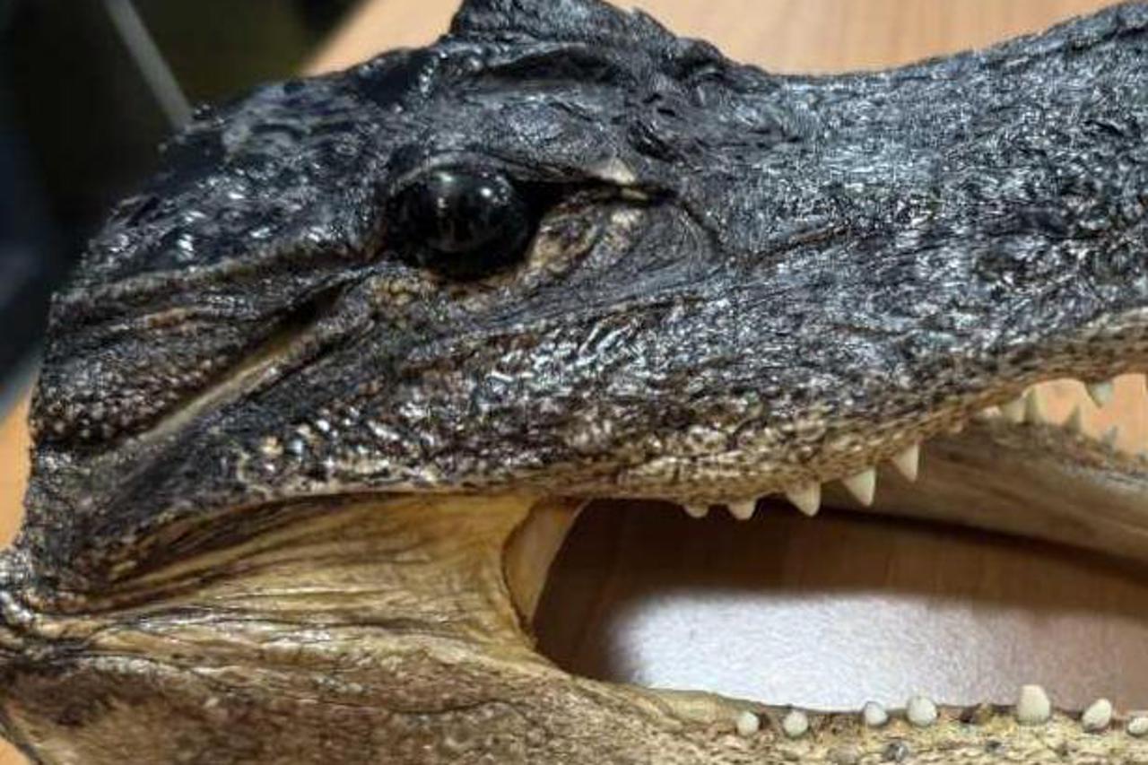 krokodil