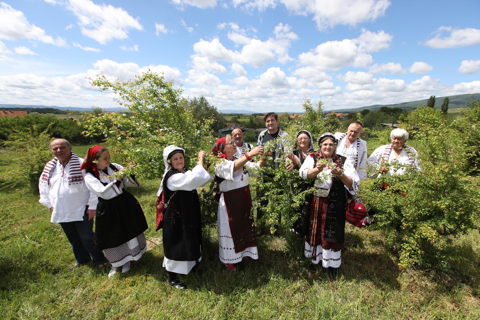 02.05.2020. Kutjevo- Na OPG-u Predraga Livaka kraj Kutjeva organizirana je berba gloga, najljekovitije biljke na svijetu. U berbi su osim Predraga Livaka ucestvovali i clanovi KUD-a Rama iz Pleternice.
Photo: Boris Scitar/Vecernji list/PIXSELL
