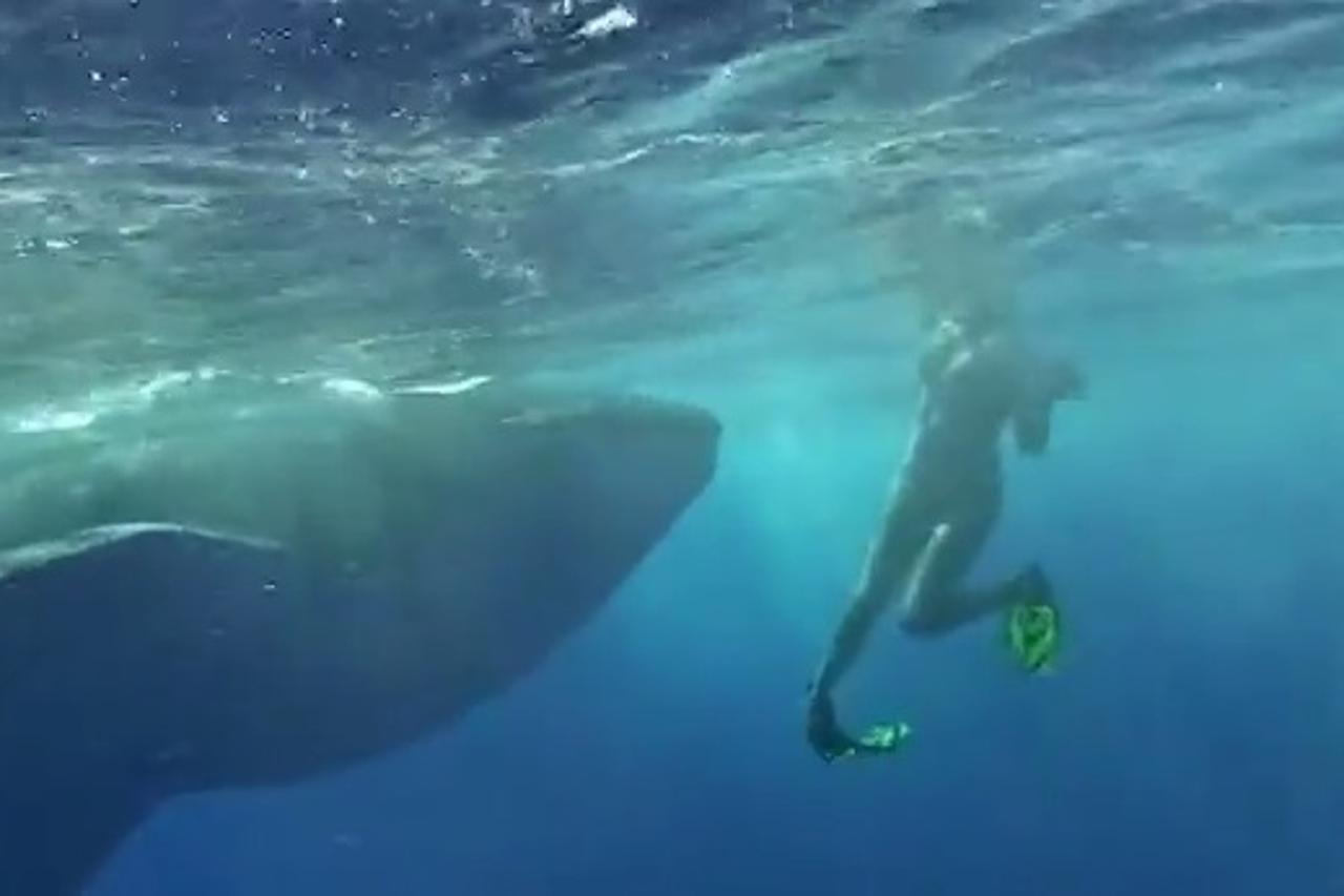 Susret s kitopsinom u moru na Havajima