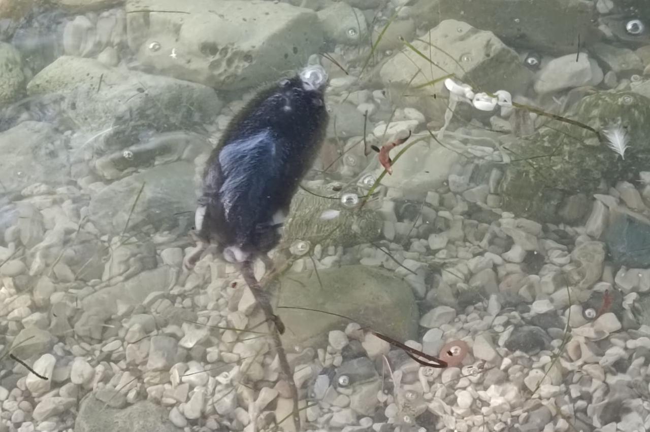 Štakori na plaži Karma u ZAdru