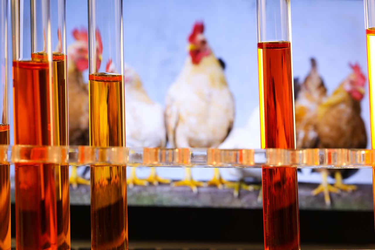 Ilustracija, laboratorij za testiranje na H5N1