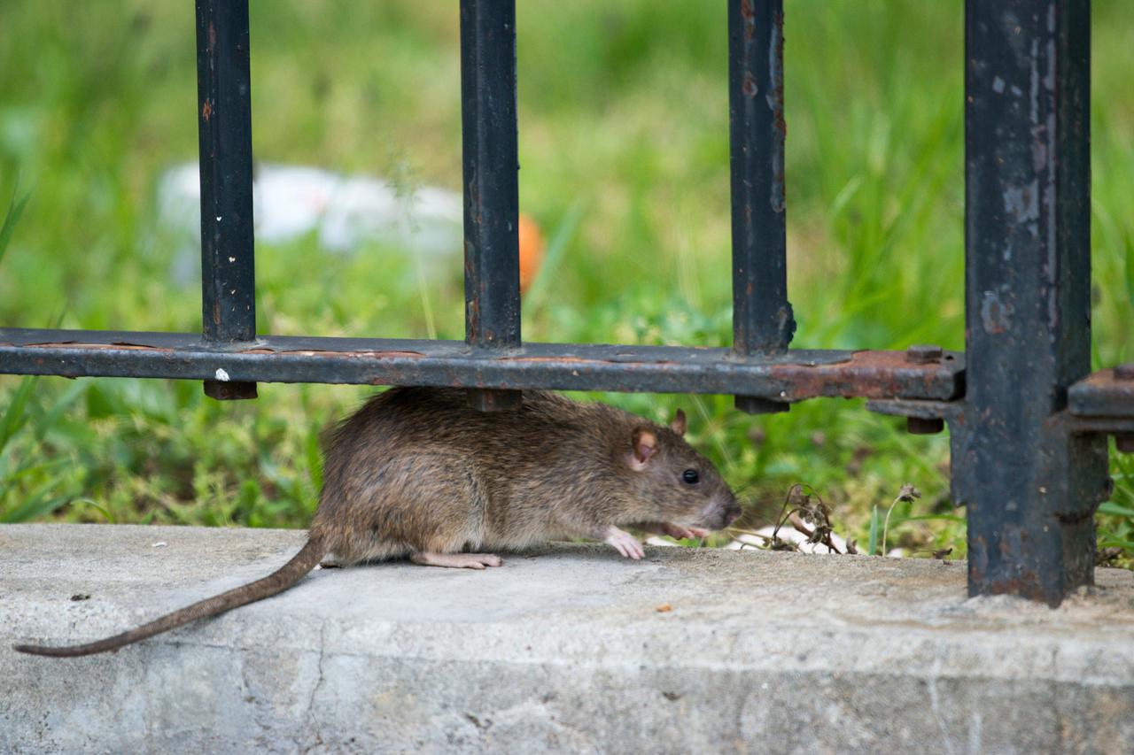 storyeditor/2022-12-02/rat_ny.jpg