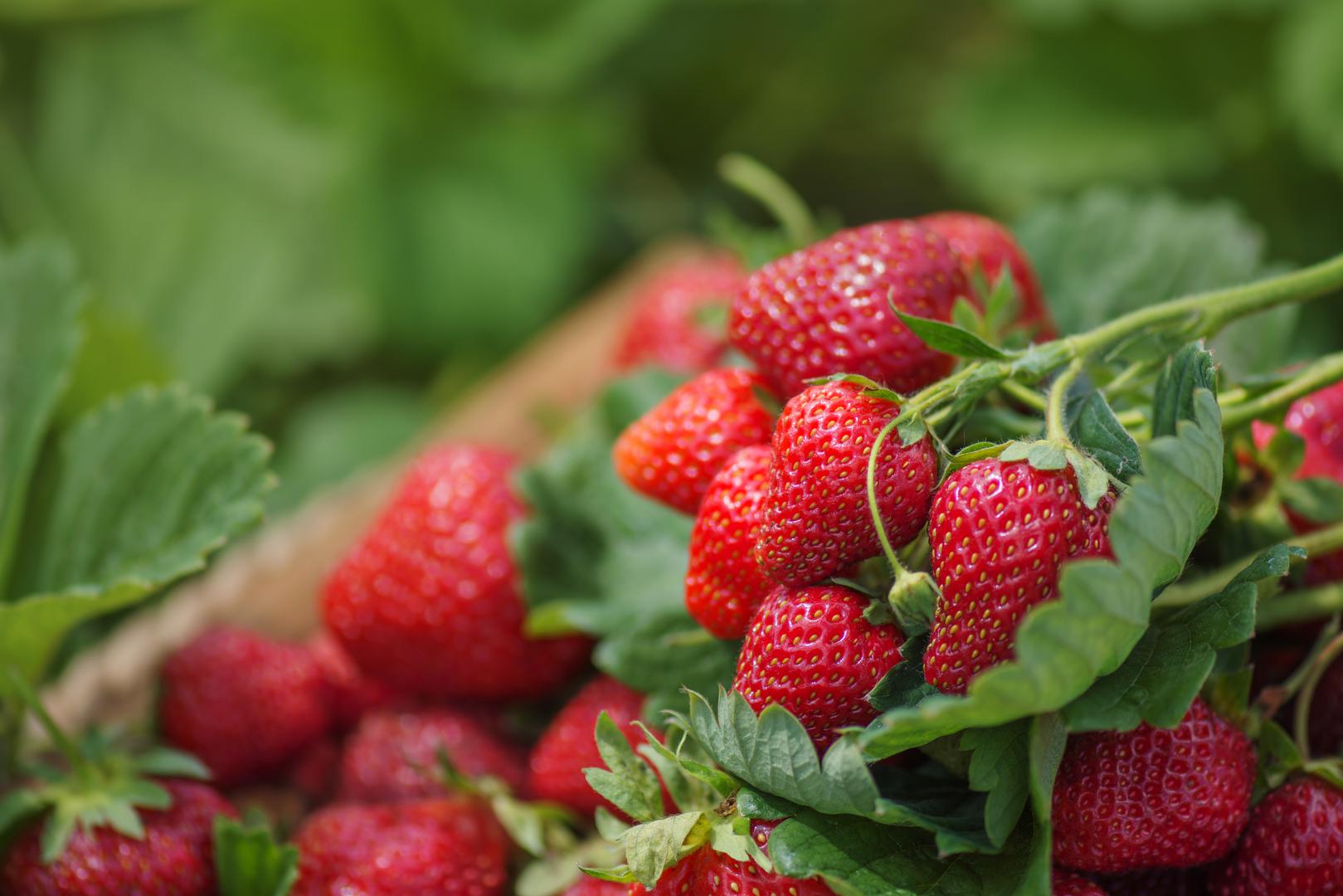 Dodaje i praktičan trik: “Ako primijetite izdanke – duge stabljike koje biljka razvija kako bi stvorila nove biljke – uklonite ih kako bi biljka svu svoju energiju usmjerila na razvoj plodova”. 