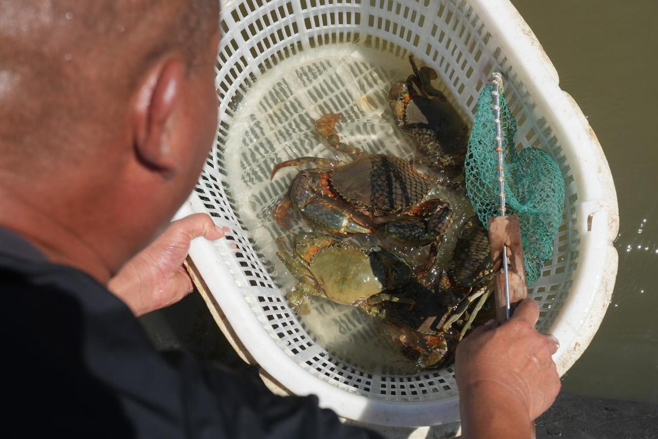 CHINA-ZHEJIANG-SANMEN-CRAB INDUSTRY (CN)