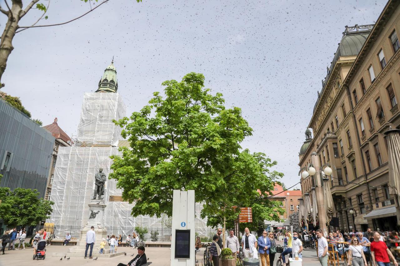 Zagreb: Najezda pčela na Cvjetnom trgu