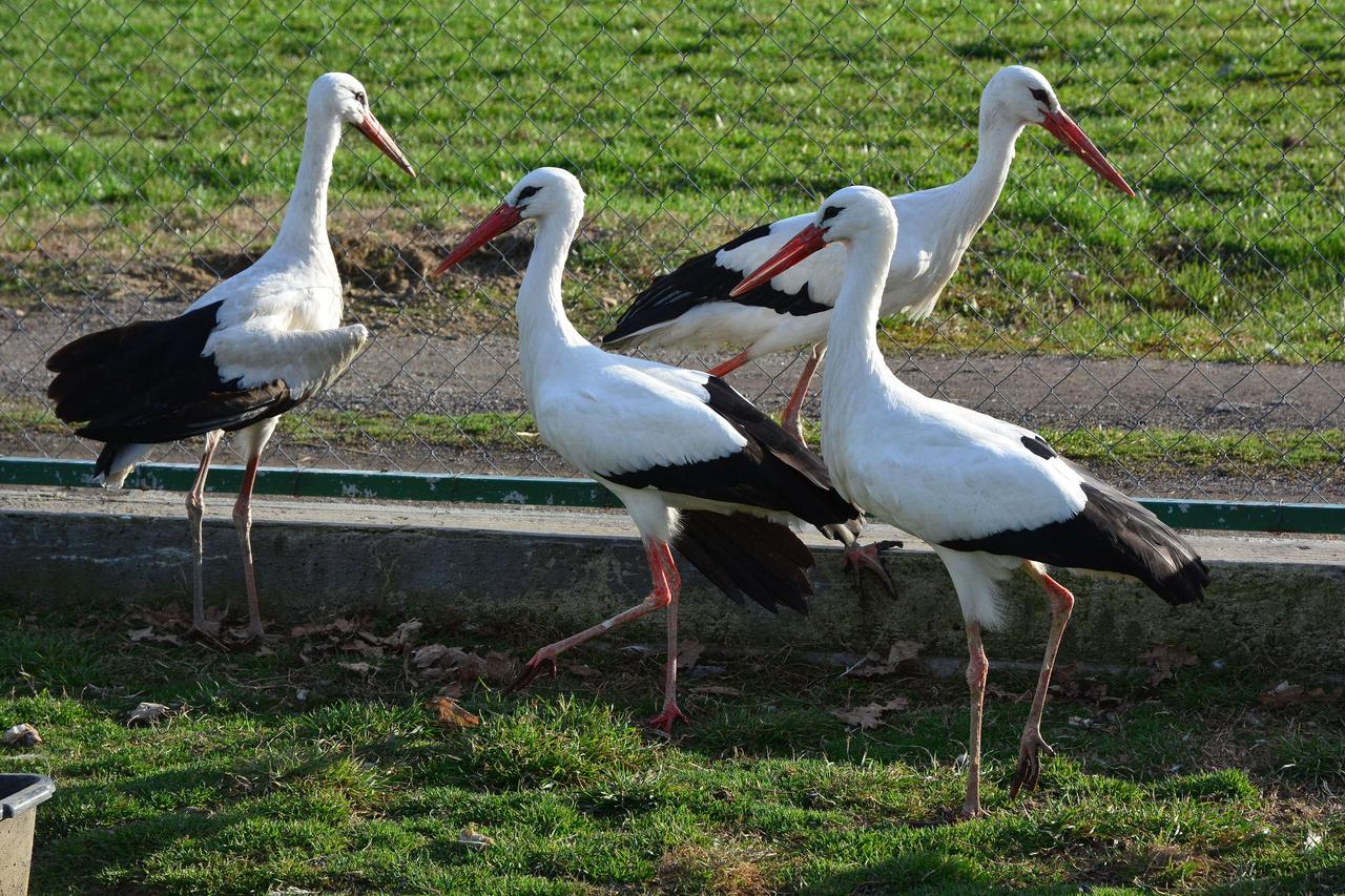 Prihvatilište Ruščica