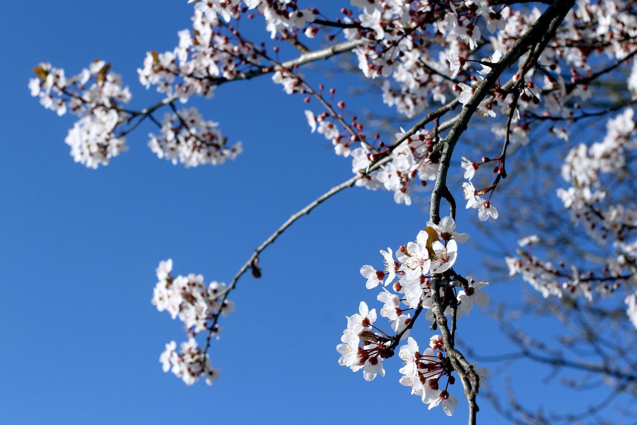 Zagreb:  Iako tek početak ožujka mnoga stabla su već u punom cvatu