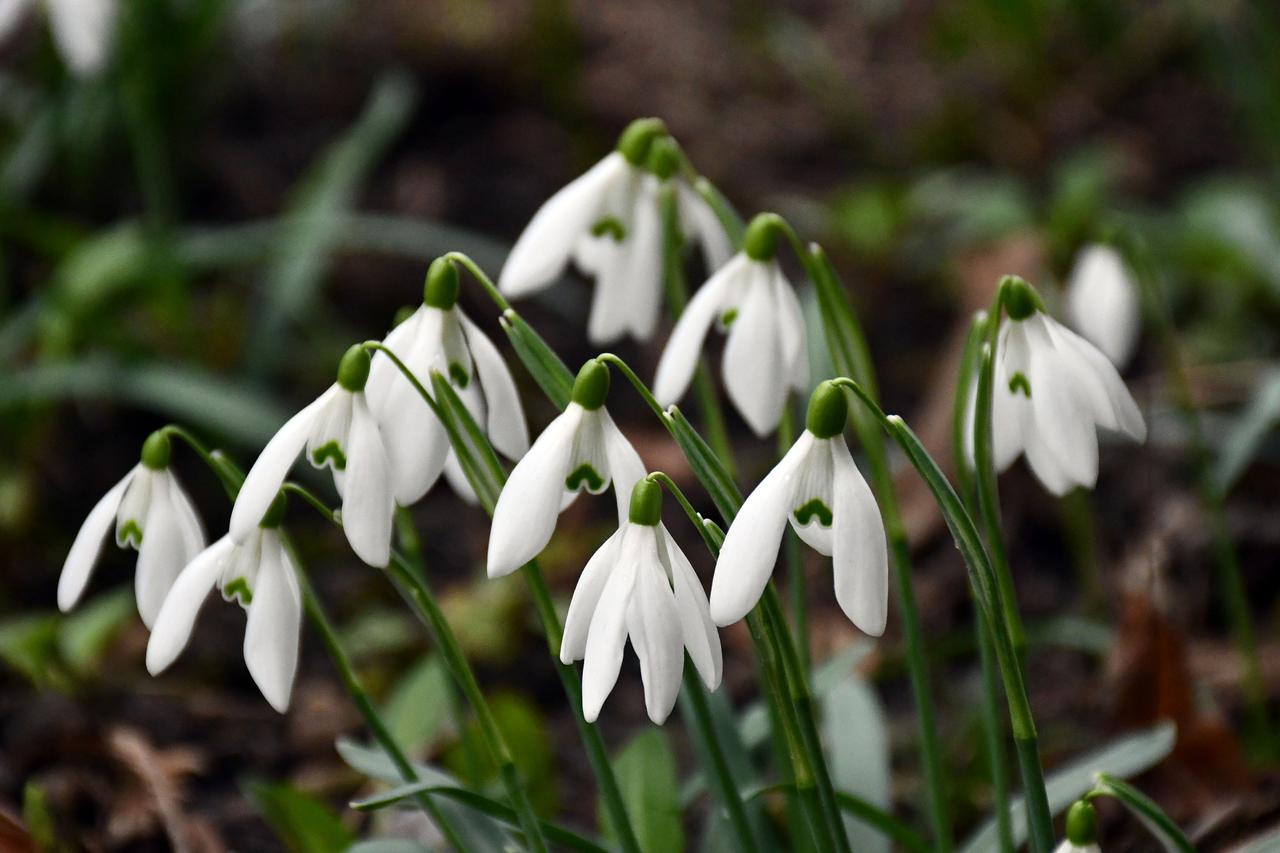 Slavonski Brod: Procvale visibabe