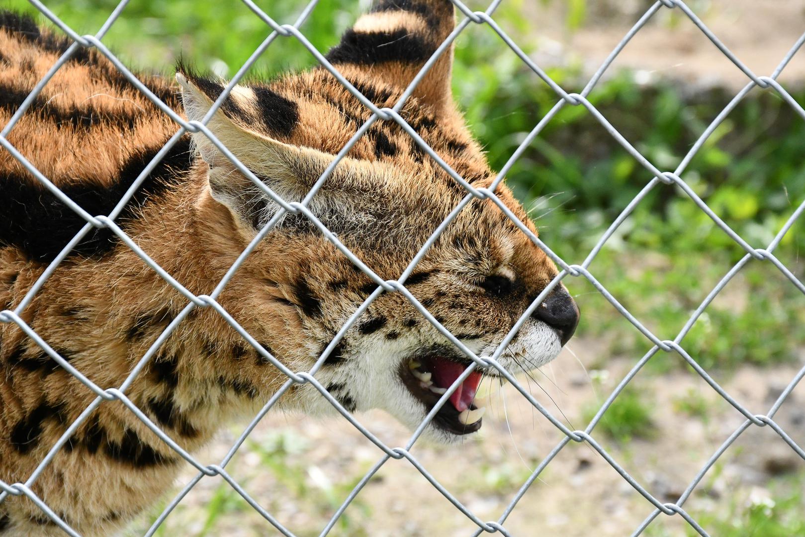 Prema današnjim slikama vidljivo je da se Misa malo udebljala. 