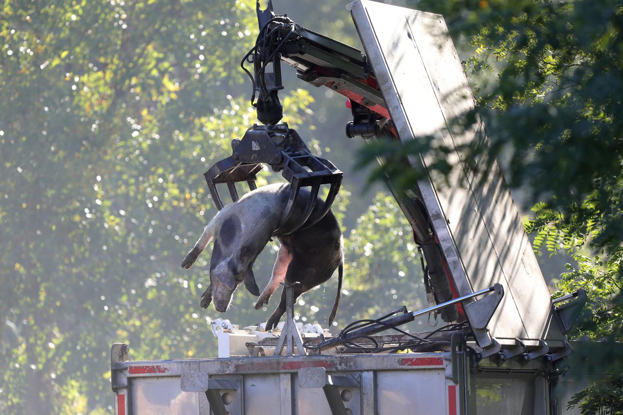Odvoz svinja iz Vardarca gdje je zabilježena svinjska kuga