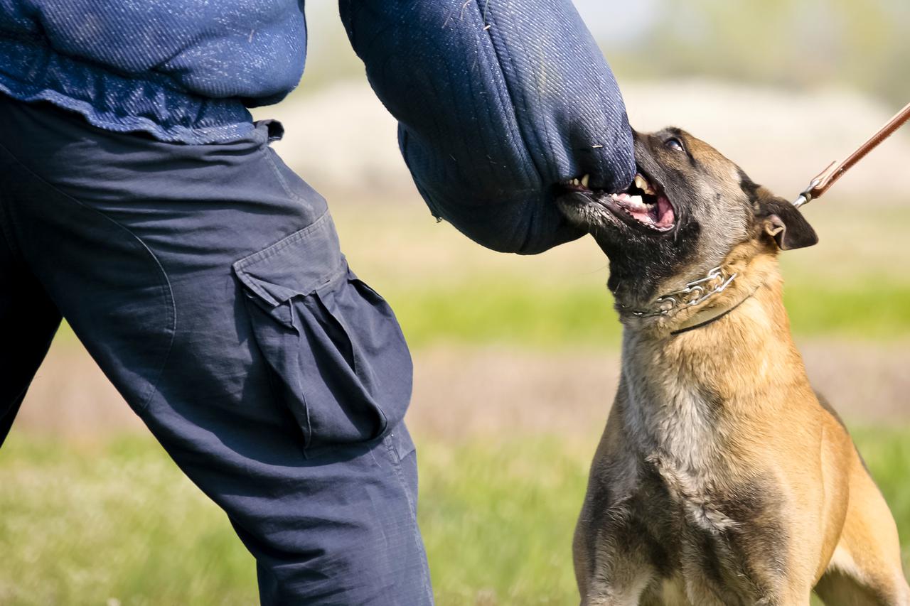 Osijek: Trening pasa interventne policije Policijske uprave Osje?ko-baranjske t