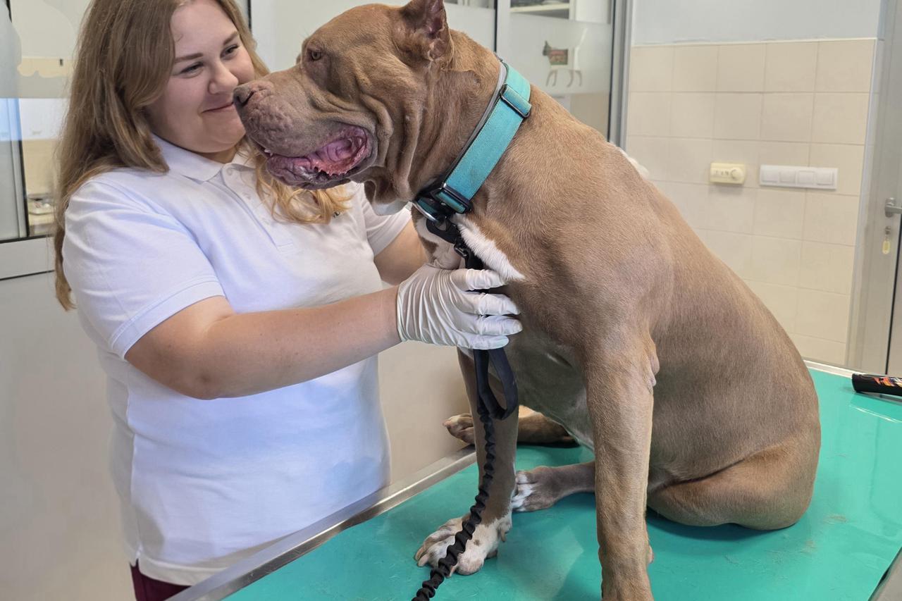 Valentina Huzjak, dr. med. vet. s potencijalnom donoricom Leonom (američki bully, 5 godina) na pregledu
