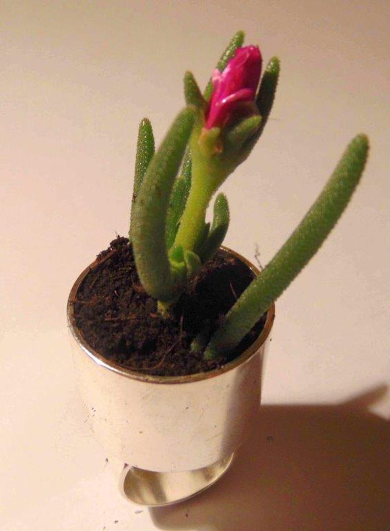 Prsten – pustinjska ruža