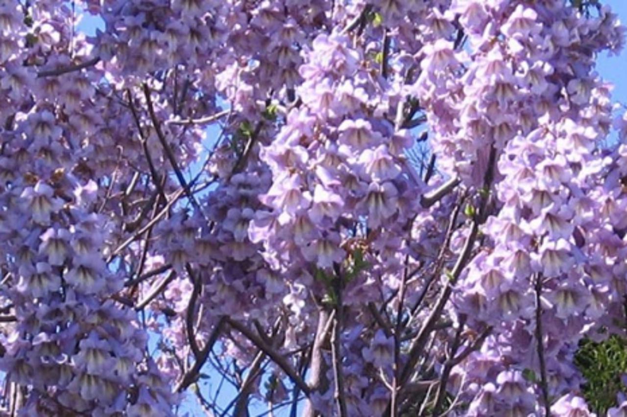 'paulovnia2_nnn_vrt_270213'