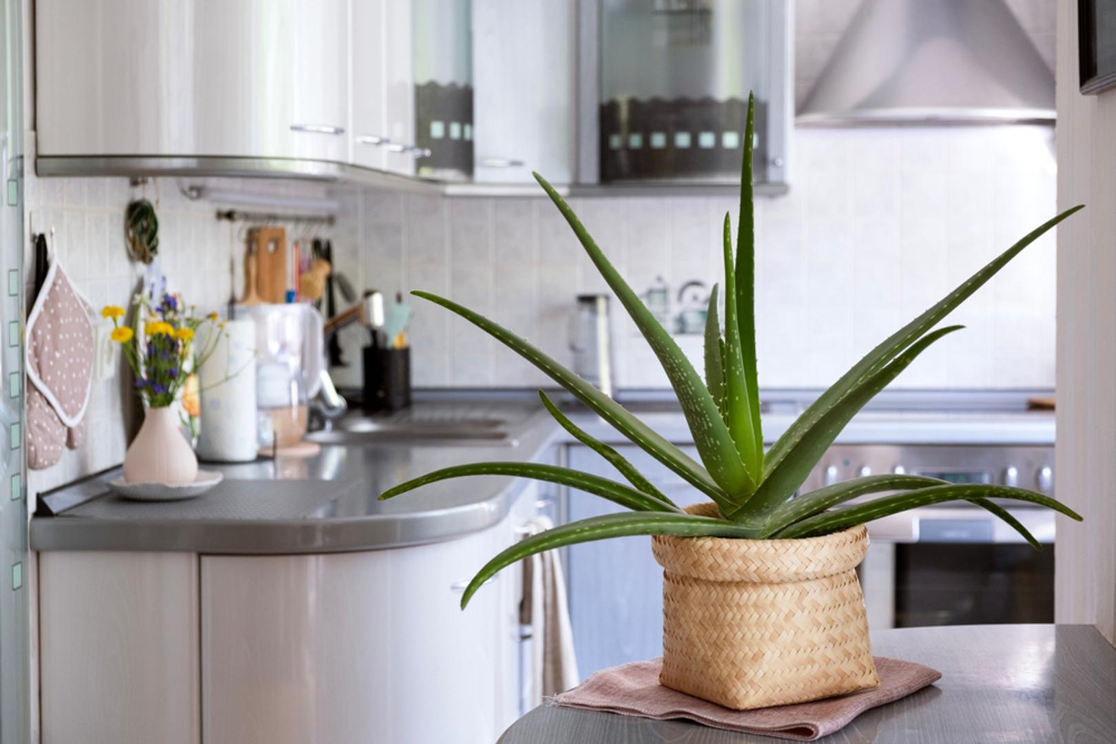 Aloe vera: Osim što je dekorativna, aloe vera ima i ljekovita svojstva – gel iz njezinih listova koristi se za umirivanje opeklina i iritacija. Najbolje uspijeva na osunčanom mjestu i traži vrlo malo vode. Brzo raste i lako se razmnožava izdancima koji niču uz glavnu biljku.