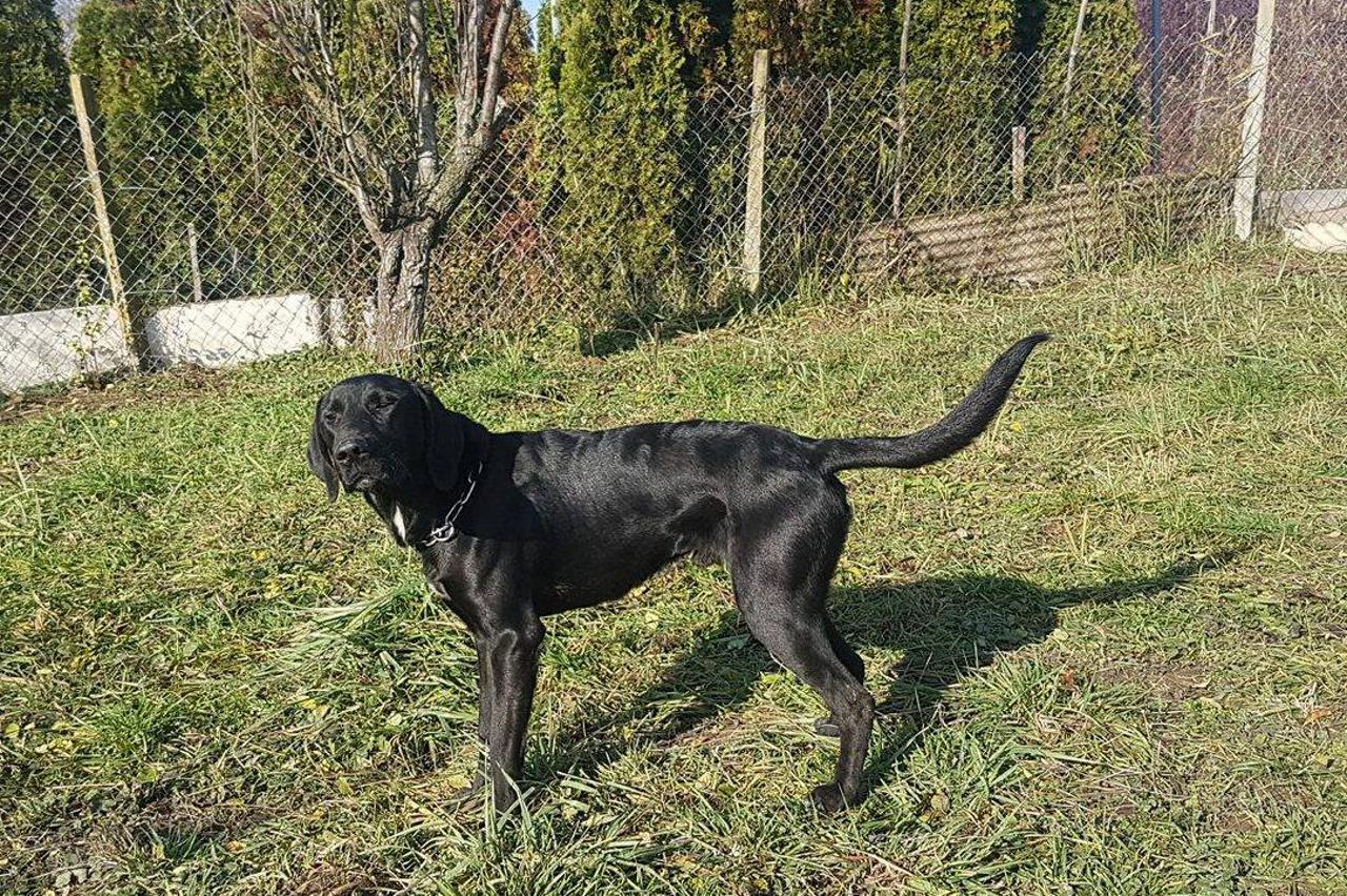 Blacky