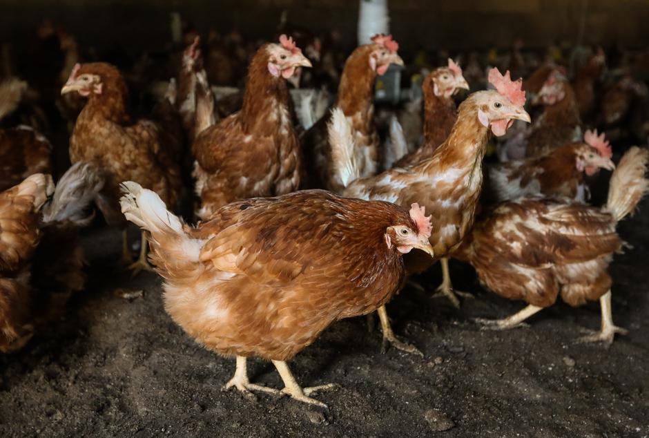 Donja Stubica: Farma nesilica Perfa