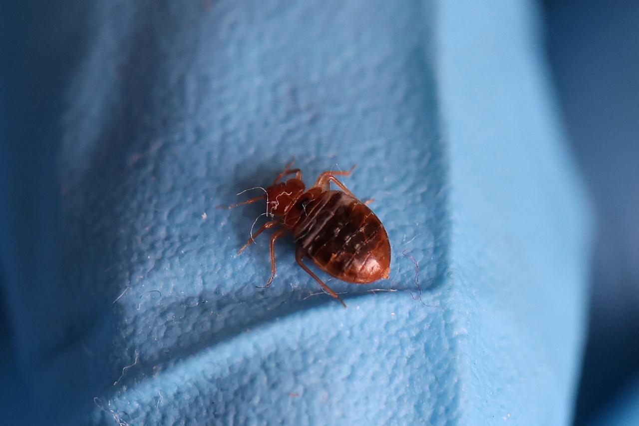 Paris freaks out over bedbugs ahead of Olympic Games