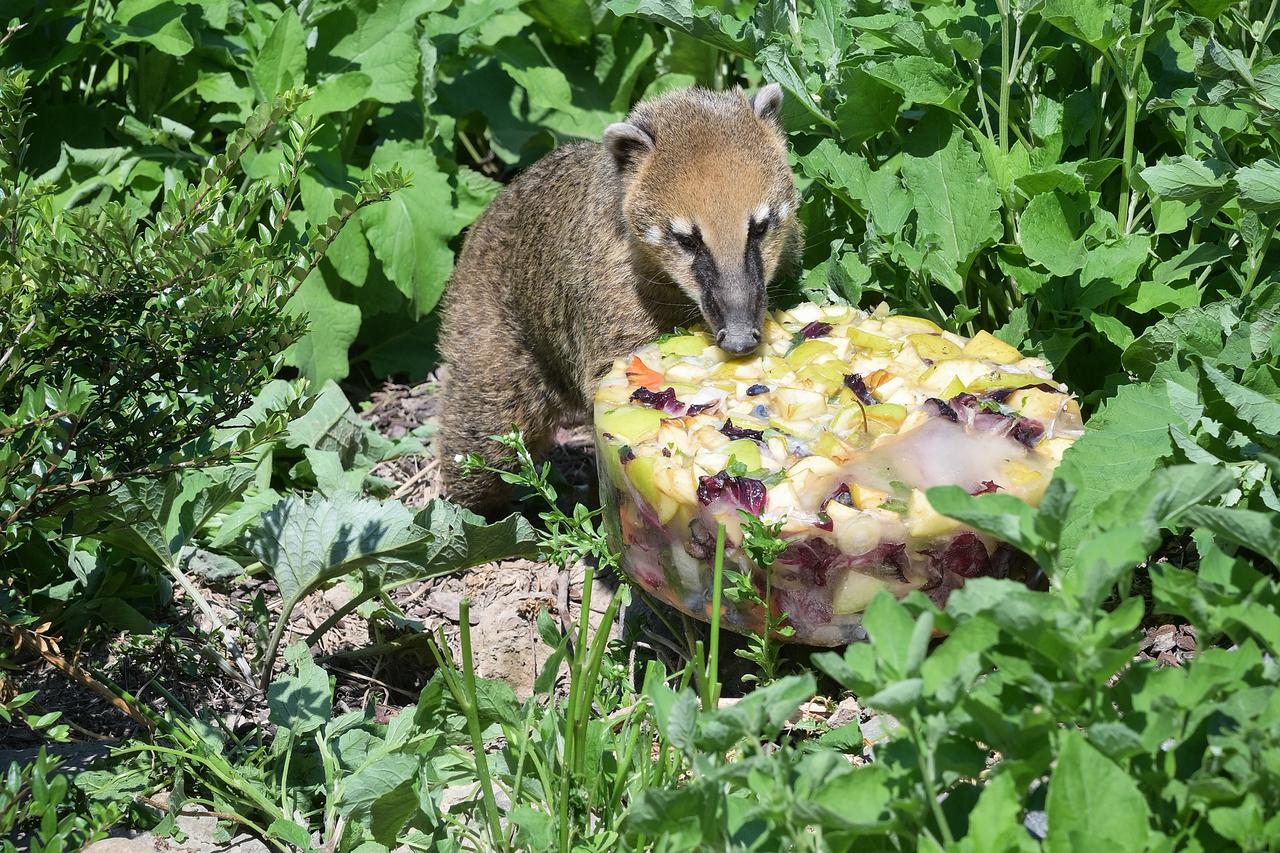 Zagreb: Rahlađivanje u Zoološkom vrtu, životinje dobile sladolede