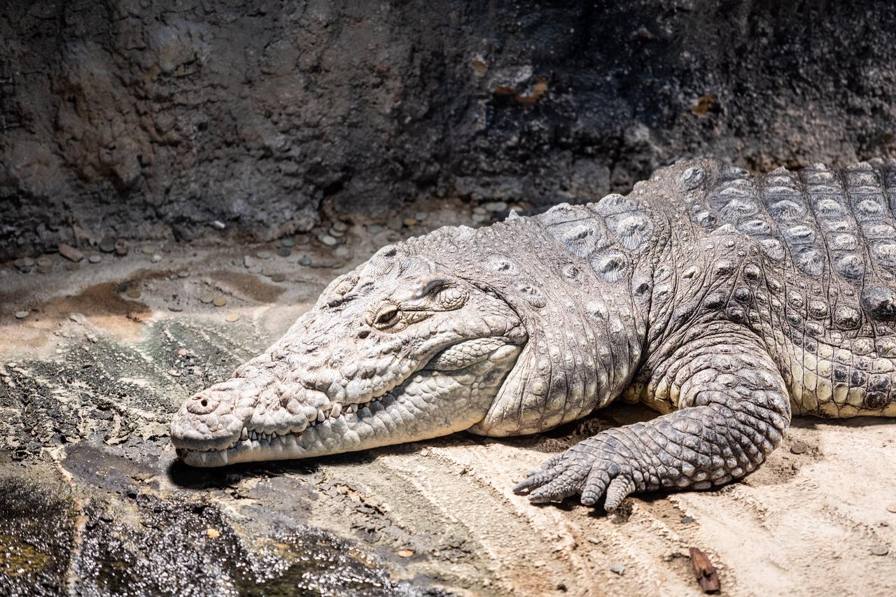 Zagreb: Krokodil u Zoološkom vrtu ima 70 godina