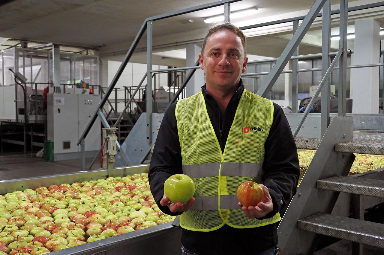 Boštjan Novak iz Evrosada zadovoljan je kvalitetom jabuka uz ogradu nuklearke