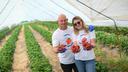 We were at the 'Purgerica Strawberry' harvest! Herceg's tradition spans 26 years: 'Grandfather closed the stand only whe