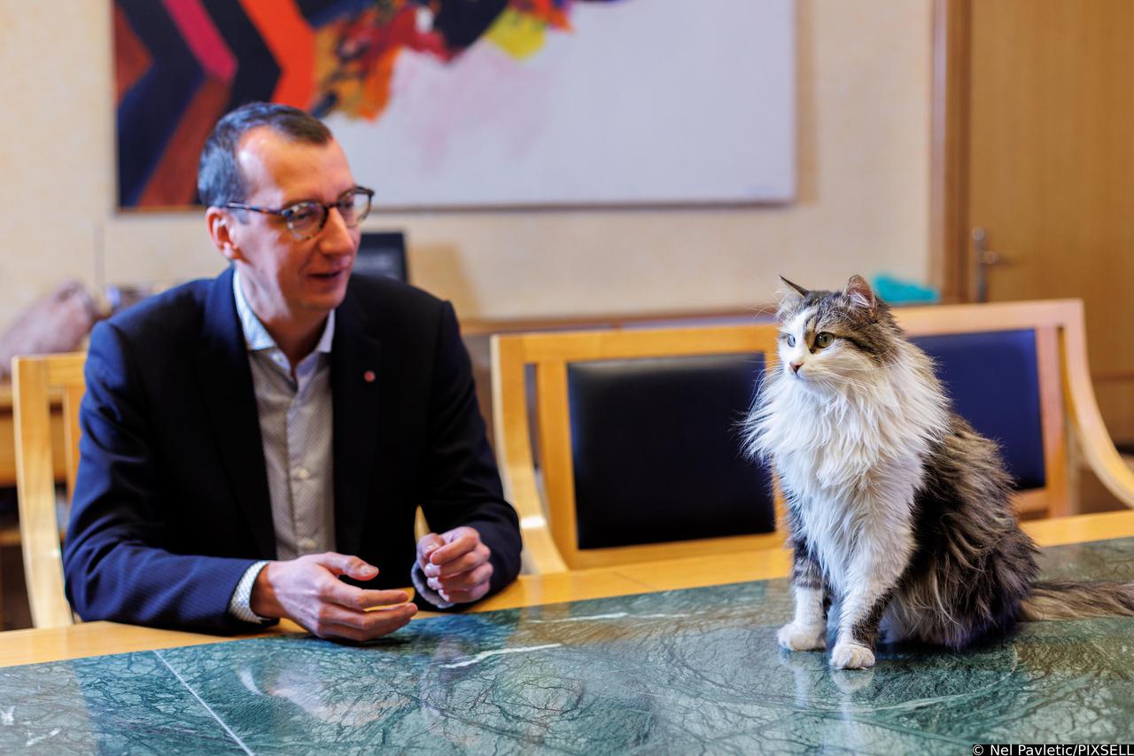 Rijeka: Udomljeni mačak Miško stanovnik je ureda gradonačelnika Marka Filipovića