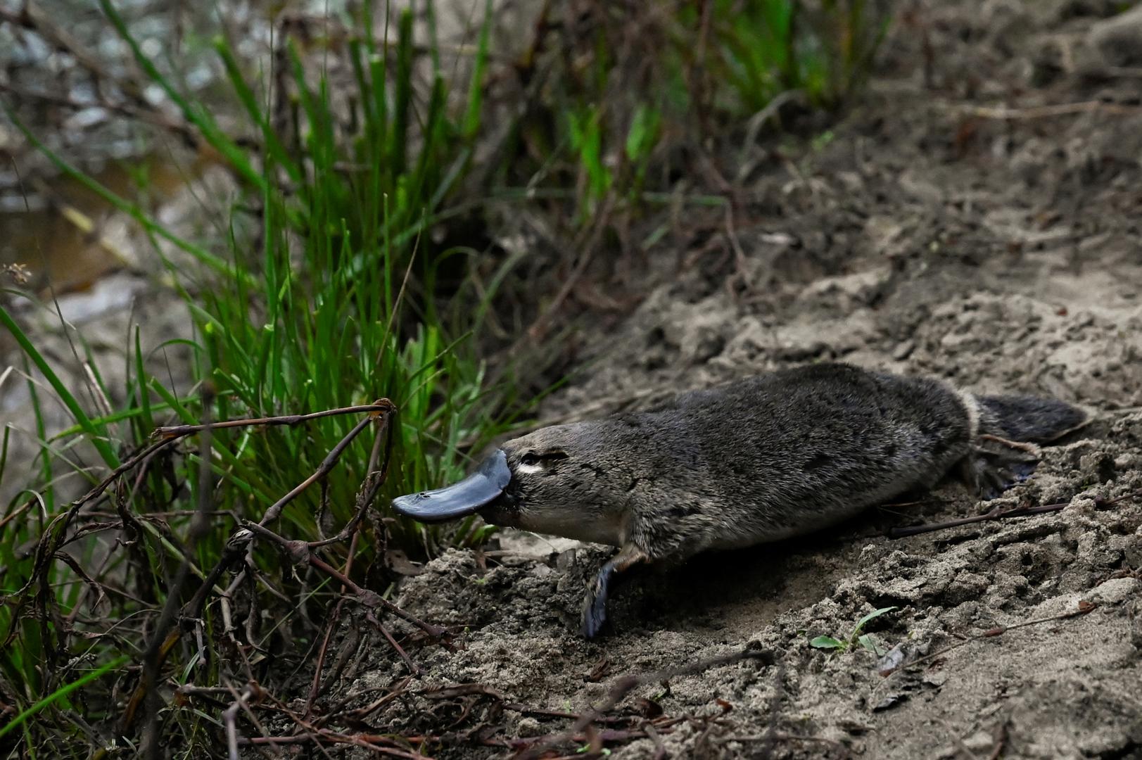 A platypus moves toward the Hacking River after being released by Scientists back into Sydney's Royal National Park for the first time in over fifty years, in Sydney, Australia, May 12, 2023.  REUTERS/Jaimi Joy Photo: JAIMI JOY/REUTERS