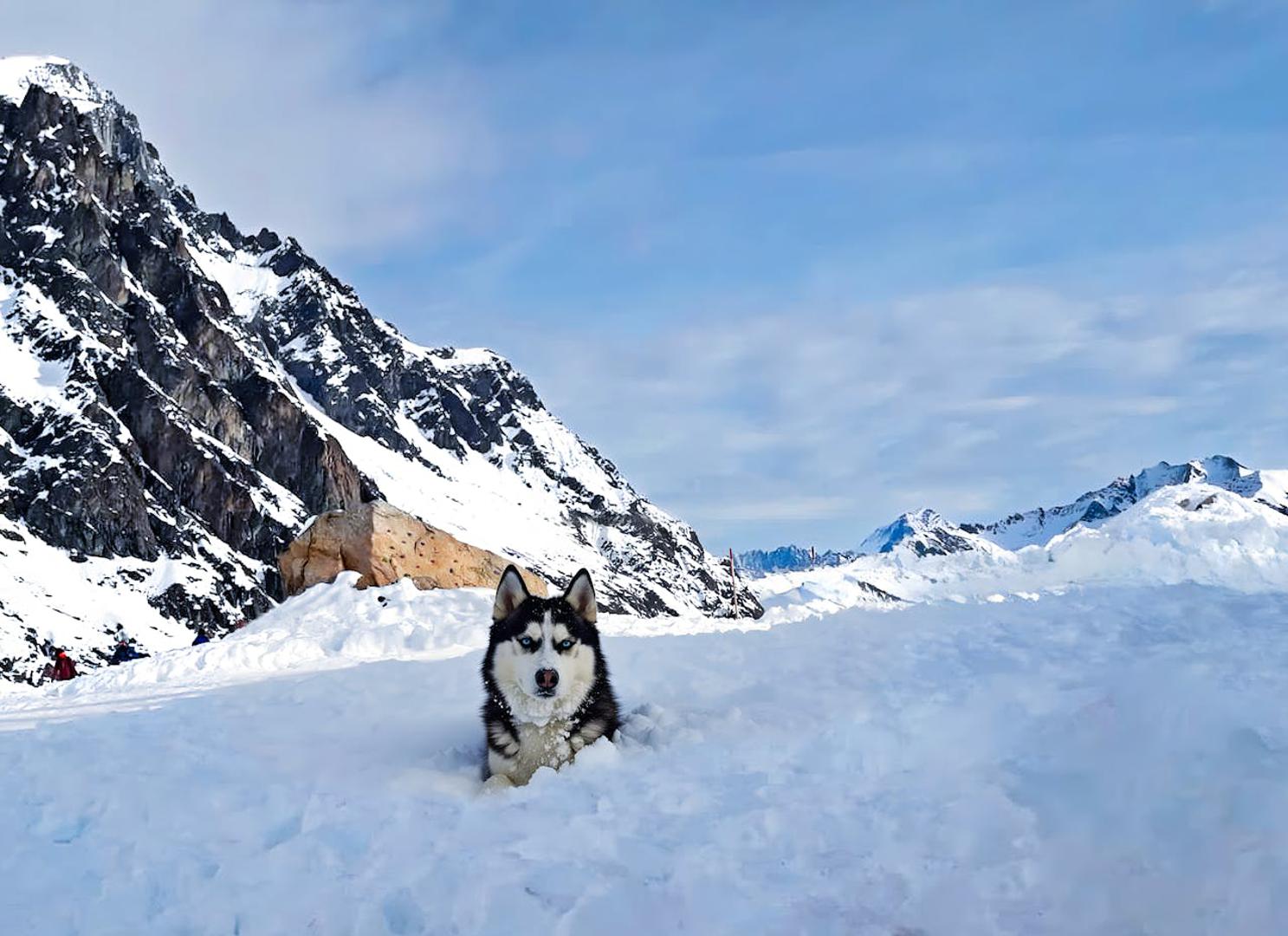 Aljaški malamut: Malamut je snažni 'teškaš' među psima koji vuku saonice, stvoren za rad u surovim zimskim uvjetima. Gusta poddlaka i čvrste šape odlična su kombinacija za snijeg i led. Uživanje mu predstavlja duga šetnja kroz snijeg, ali treba dosljedan odgoj i dovoljno prostora da potroši energiju.