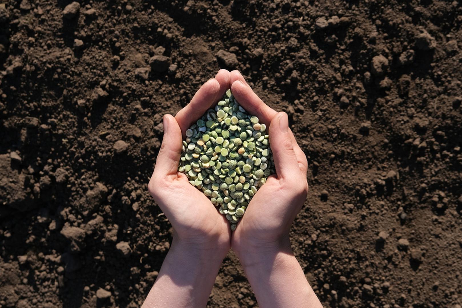 Grašak: Grašak je jedna od prvih kultura koja se može sijati u ožujku, čim je tlo obradivo i nije raskvašeno. Sije se izravno u vrt, u redove, a dobro je odmah postaviti kolce ili mrežu jer će biljka ubrzo tražiti potporu. Voli svježije vrijeme i često bolje uspije kad uhvati proljetnu vlagu nego kad ga se sije kasnije.