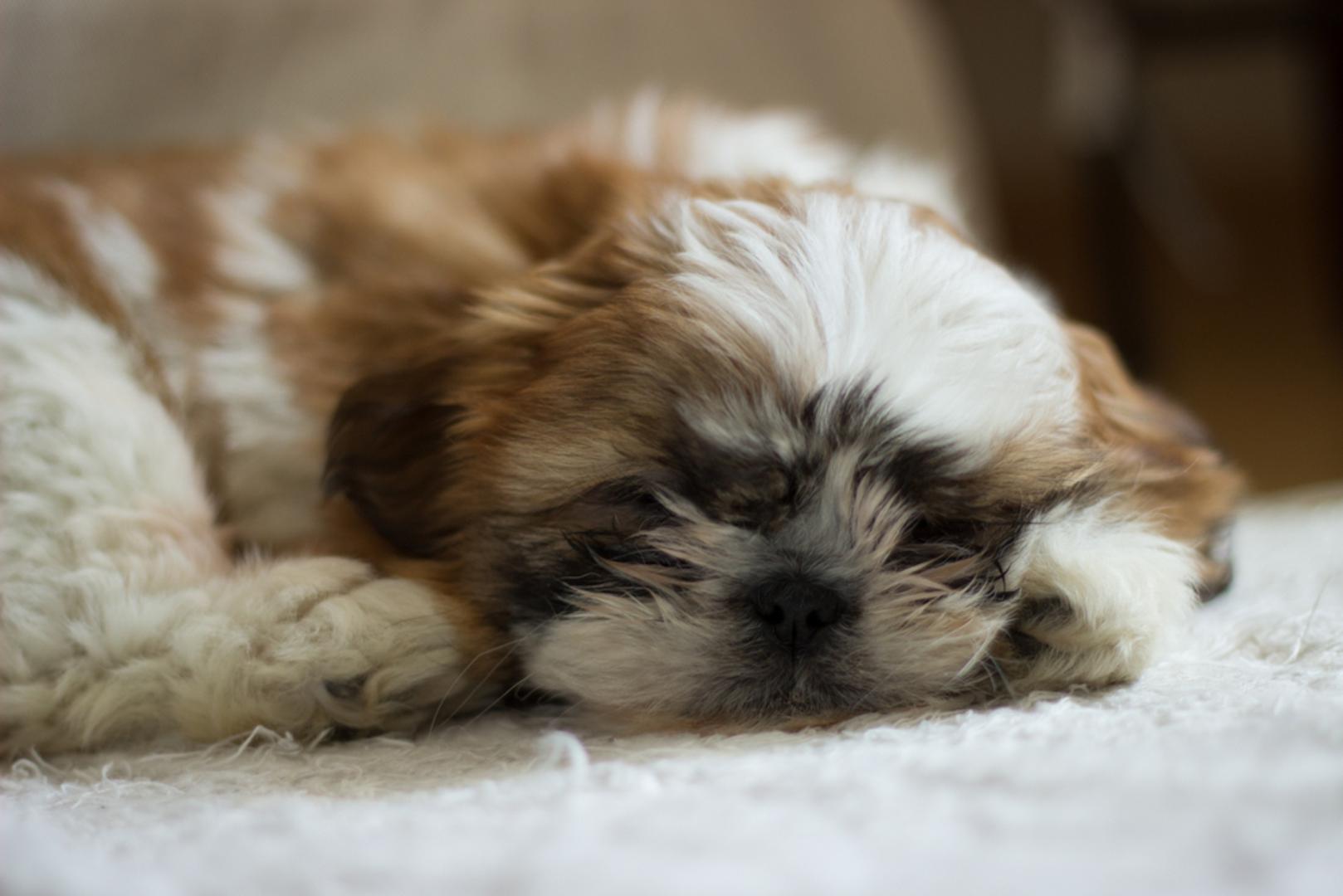 Shih tzu: Okruglo lice, velike oči i duga raskošna dlaka čine shih tzua jednom od onih pasmina kojima je teško pogoditi godine samo na temelju izgleda. Posebno mladoliko izgledaju psi ošišani na popularnu kratku 'puppy' frizuru, zbog koje nalikuju na male plišane igračke. Shih tzu je uglavnom druželjubiv i privržen pas, ali njegova dlaka, oči i područje oko lica zahtijevaju redovitu i pažljivu njegu.