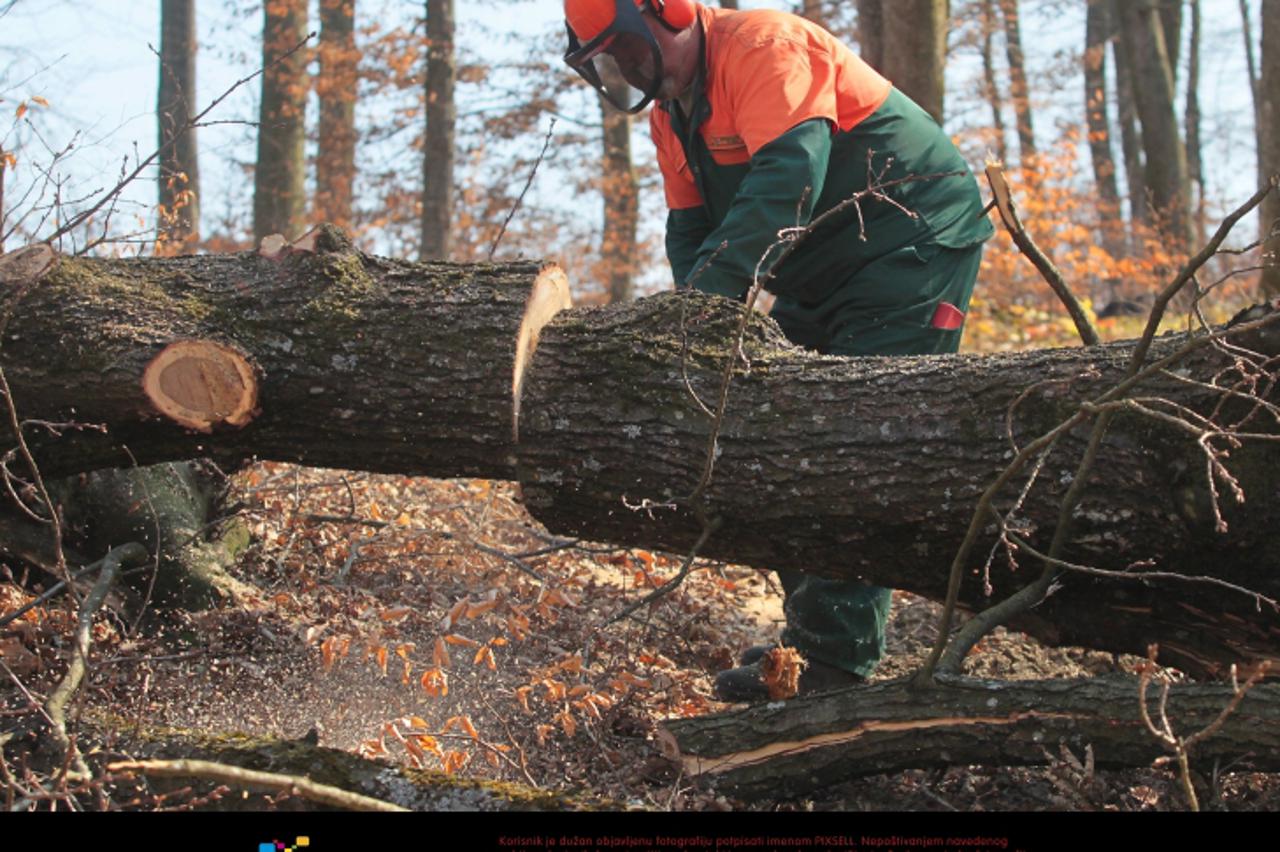 '15.03.2012., Koprivnica - Radnici koprivnicke ispostave Hrvatskih suma ruse stabla u sumi pored prigradskog naselja Jagnjedovec, izvlace iz sume, procjenjuju vrijednost drveta, tovare ga na kamione i