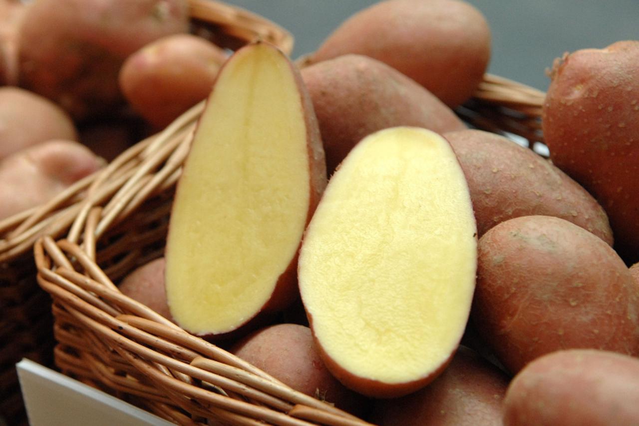 '26.08.2011., Belica- Odrzan 11. festival krumpira u sklopu kojeg je otvorena izlozba, a posjetitelji su degustirali i jela od krumpira. Photo: Vjeran Zganec-Rogulja/PIXSELL'